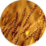 barley