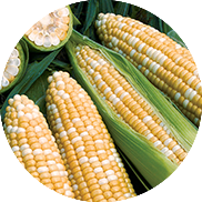 corn