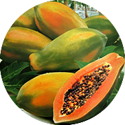 papaya