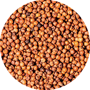 red millet