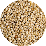 sorghum