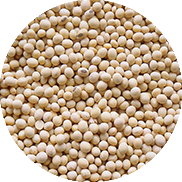 soybean seeds