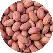 groundnut seed