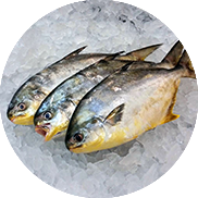 pompano