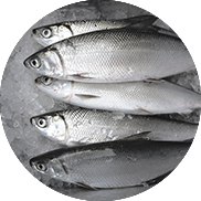 milkfish