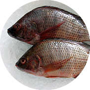 tilapia