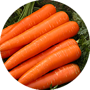 carrot